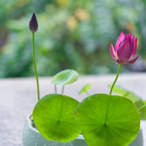 May include: A miniature lotus plant in a light green ceramic pot. The plant has two large, round, bright green leaves and a vibrant pink lotus flower in full bloom, with a closed bud. The background is a soft, blurred green, creating a tranquil scene.
