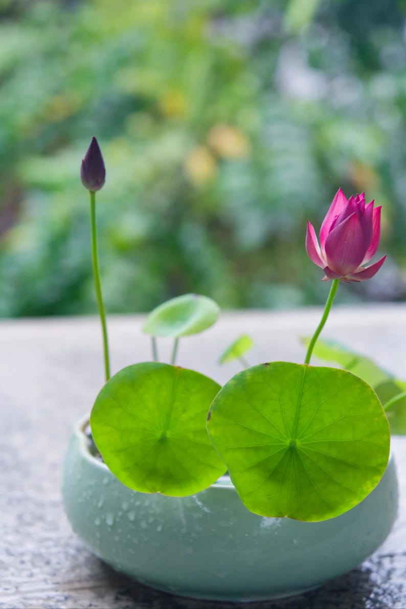 May include: A miniature lotus plant in a light green ceramic pot. The plant has two large, round, bright green leaves and a vibrant pink lotus flower in full bloom, with a closed bud. The background is a soft, blurred green, creating a tranquil scene.