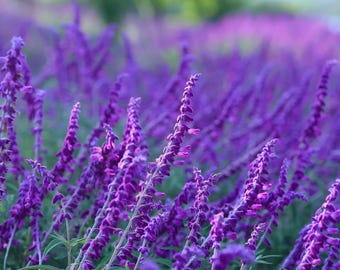 May include: A field of vibrant purple flowers with green stems and leaves. The flowers are in full bloom, creating a dense, textured display. The background is blurred, with hints of green foliage and a soft, natural light.