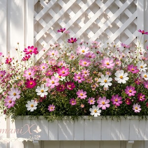 Mixed Single Cosmos Seeds | Cottage Garden |Wildflower Seeds, Yard, Border & Courtyard Landscaping| Long Blooming Pollinator Garden Flowers