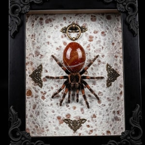 May include: A framed display featuring a tarantula with orange and black legs, a polished red-brown stone, and decorative brass accents. The black frame has ornate corner details, set against a textured white background.