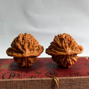Puede incluir: Dos objetos tallados intrincadamente, de color marrón, con forma de nuez y superficies texturizadas. Se encuentran sobre una superficie estampada en rojo y marrón, con una cuerda dorada visible. Los objetos tienen una apariencia orgánica única.