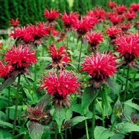 4g 0.14oz Bergamot bee balm Beebalm Monarda Didyma Organic red Flowers Petals for Steam Bath Decor Art /& to decorate candel in Canada