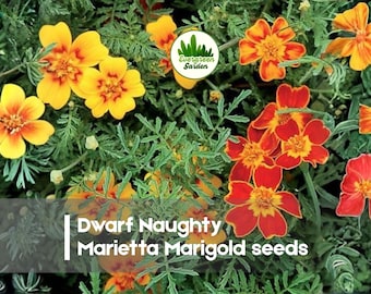 200 Dwarf Naughty Marietta Marigold seeds