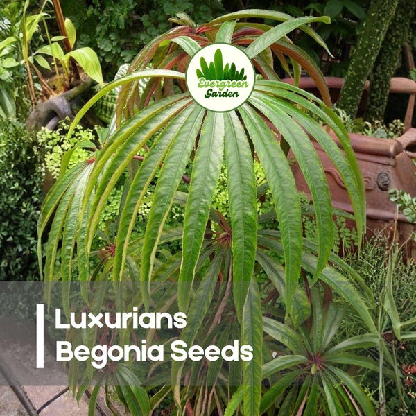 25 Luxurians Begonia Seeds