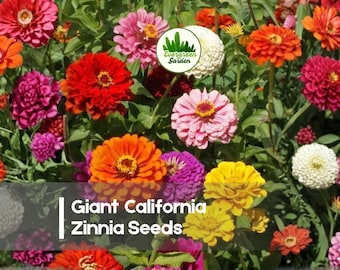 100 Giant California Zinnia Seeds