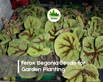 25 Ferox Begonia Seeds