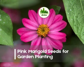 25 Pink Marigold Seeds
