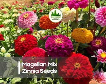 100 Magellan Mix Zinnia Seeds