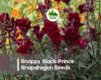 1000 Snappy Black Prince Snapdragon Seeds