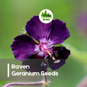 May include: A close-up of a dark purple Raven Geranium flower with a green background. The flower has a deep, rich color with a prominent center. The text "Raven Geranium Seeds" is displayed at the bottom of the image.