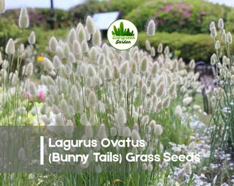 Lagurus Ovatus (Bunny Tails) Grass Seeds