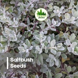 May include: Close-up of saltbush plant with small, rounded, silvery-green leaves. The image features the text "Saltbush Seeds" in a white font on a dark gray background. The Evergreen Garden logo is also visible.