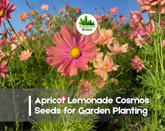 200 Apricot Lemonade Cosmos Seeds
