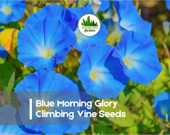 100 Blue Morning Glory Climbing Vine Seeds