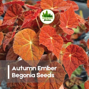 May include: Close-up of Autumn Ember Begonia plant with vibrant red and orange leaves. The leaves have a heart shape with prominent veins. The image includes the text "Autumn Ember Begonia Seeds".