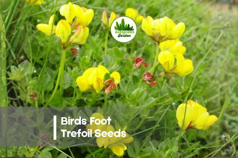 EvergreengardenID Birds Foot Trefoil Seeds - Thumbnail 2
