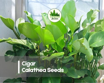 25 Cigar Calathea Seeds