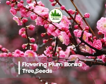 10 Flowering Plum Bonsai Tree Seeds