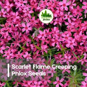 May include: A vibrant image of Scarlet Flame Creeping Phlox seeds. The flowers are a bright pink with green foliage. The text "Evergreen Garden" is in a circular logo. The text "Scarlet Flame Creeping Phlox Seeds" is also visible.