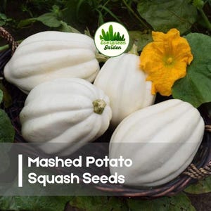 May include: A basket of white mashed potato squash with green leaves and a yellow flower. The text "Mashed Potato Squash Seeds" is displayed on the bottom of the image. The Evergreen Garden logo is in the top center.