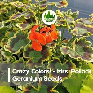 May include: A vibrant image of 'Crazy Colors! - Mrs. Pollock Geranium Seeds' featuring orange flowers and variegated leaves in shades of green, yellow, and brown. The image includes the Evergreen Garden logo.