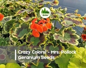25 Crazy Colors! - Mrs. Pollock Geranium Seeds