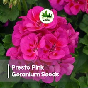 May include: Close-up of vibrant pink geranium flowers with green foliage. The image includes the text "Presto Pink Geranium Seeds" and a logo for Evergreen Garden. The flowers are in full bloom.
