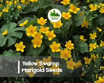 100 Yellow Swamp Marigold Seeds