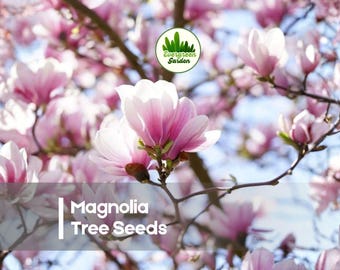 10 Magnolia Tree Seeds