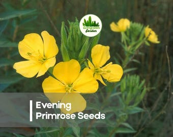 100 Evening Primrose Seeds