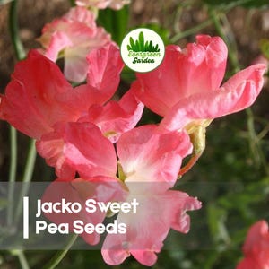 May include: Close-up of Jacko Sweet Pea flowers in shades of pink and white. The flowers have delicate, ruffled petals and are in full bloom. The image includes the text "Jacko Sweet Pea Seeds" in a white font.