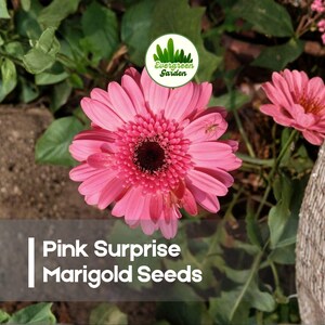 25 Pink Surprise Marigold Seeds