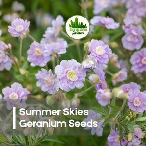 May include: Close-up of Summer Skies Geranium seeds. The image showcases clusters of delicate, light purple flowers with yellow centers and green foliage. The text "Summer Skies Geranium Seeds" is displayed at the bottom.