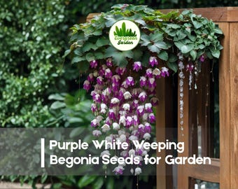 25 Purple White Weeping Begonia Seeds