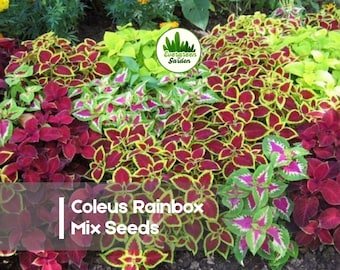 100 Coleus Rainbox Mix Seeds