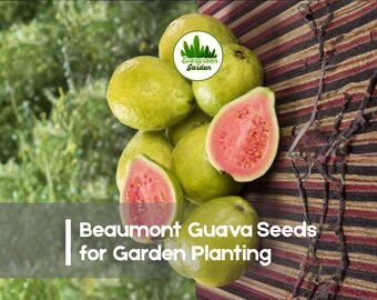 50 Beaumont Guava Seeds