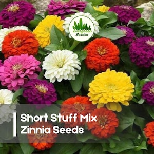 May include: A vibrant mix of colorful zinnia flowers in shades of red, orange, yellow, pink, purple, and white. The image includes the text "Short Stuff Mix Zinnia Seeds" and a green logo.