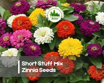 100 Short Stuff Mix Zinnia Seeds