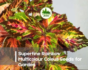 25 Superfine Rainbow Multicolour Coleus Seeds