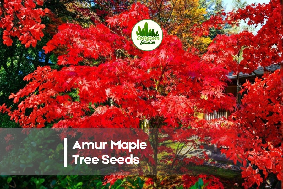30 Amur Maple Tree Seeds - Etsy