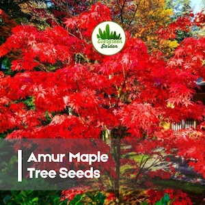 May include: A vibrant image of an Amur Maple tree with bright red leaves. The tree is the focal point, with a backdrop of other trees and foliage. Text on the image reads "Amur Maple Tree Seeds". The Evergreen Garden logo is also visible.