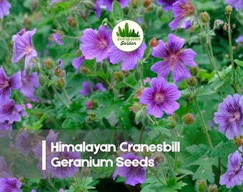 25 Himalayan Cranesbill Geranium Seeds