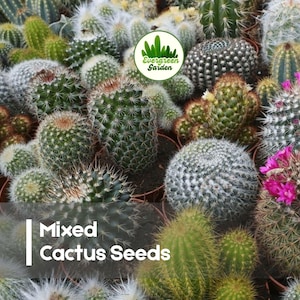 May include: A diverse collection of mixed cactus seeds, showcasing various shapes, sizes, and textures. The image features a variety of cacti, including those with spiky exteriors, spherical forms, and some with vibrant pink flowers. The text "Mixed Cactus Seeds" is displayed.