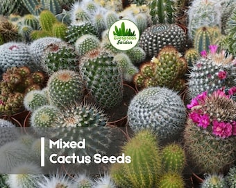 100 Mixed Cactus Seeds