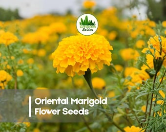 50 Oriental Marigold Flower Seeds