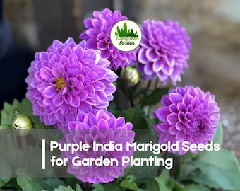 25 Purple India Marigold Seeds