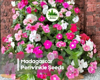 200 Madagascar Periwinkle Seeds
