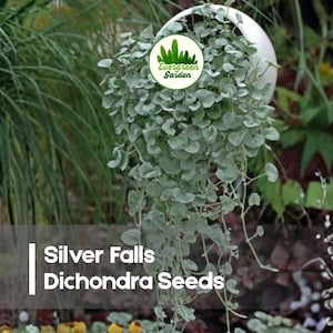 May include: A hanging plant with cascading, silvery-green foliage. The plant is in a white, spherical planter. The image includes the text "Silver Falls Dichondra Seeds" and a logo for "Evergreen Garden".