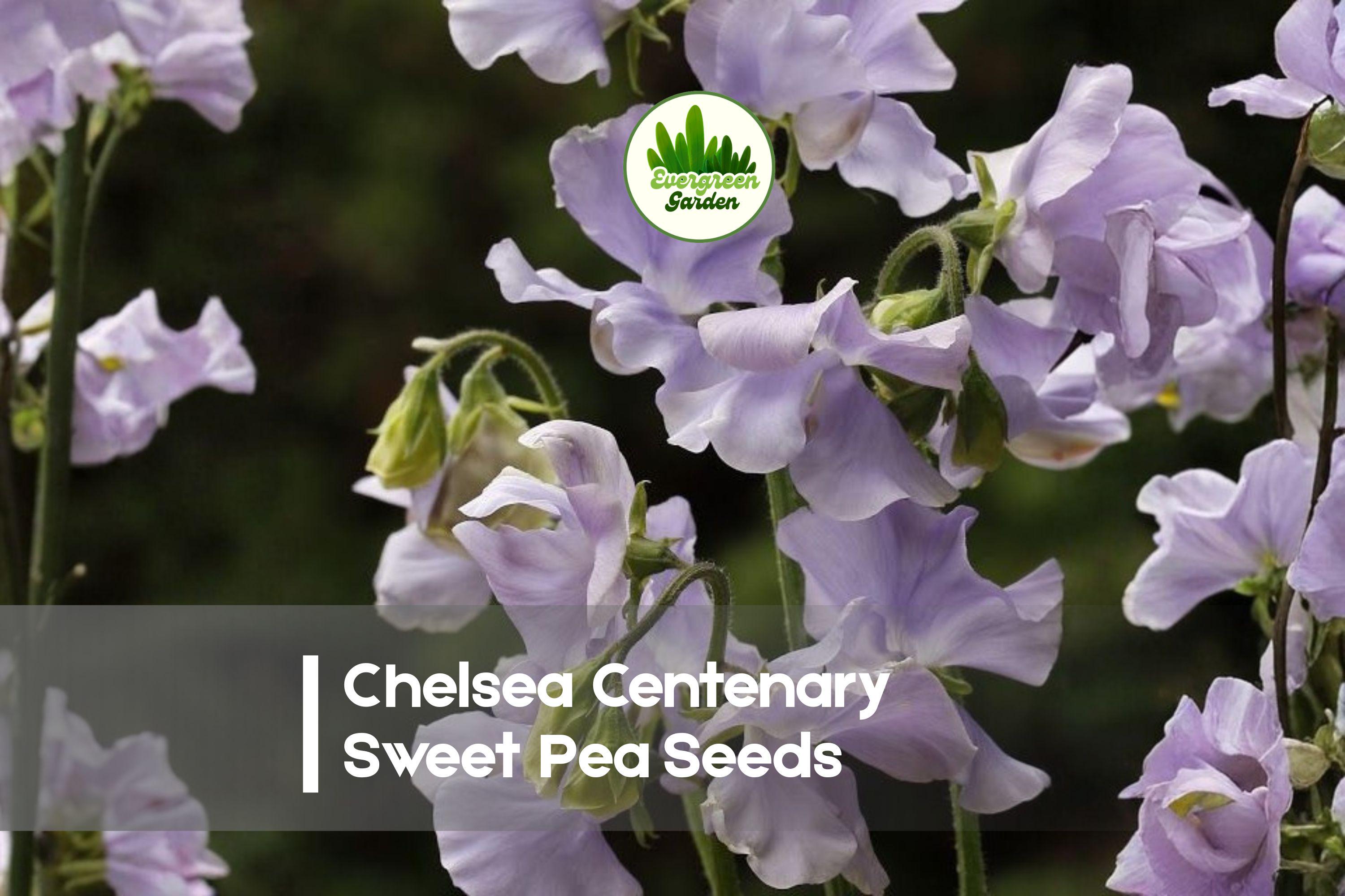 50 Chelsea Centenary Sweet Pea Seeds - Etsy